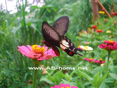 Butterfly at Thale Mhog