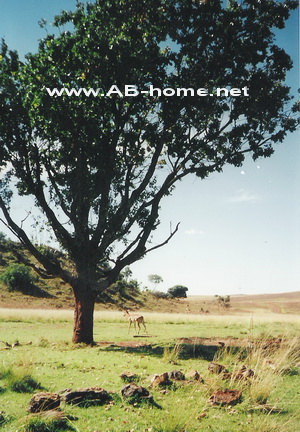 Landscape of South Africa