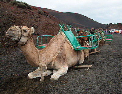 Camel at Uga