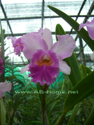 Orchid at Mae Rim
